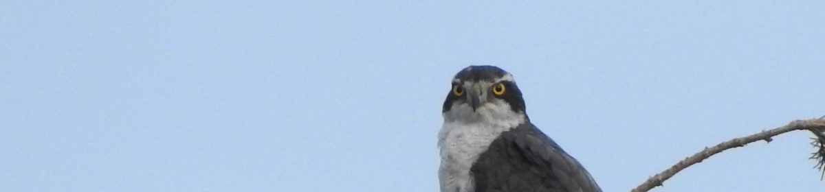 birdnavi